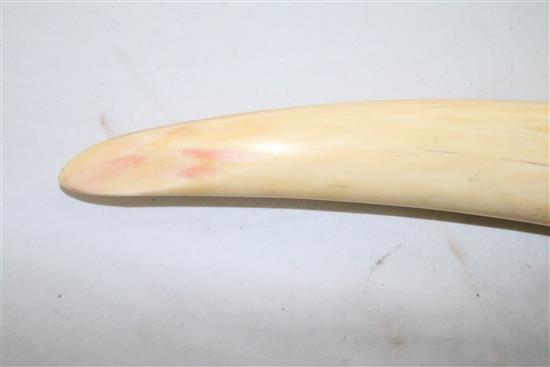 A 19th century walrus ivory cribbage board, 15.5in.